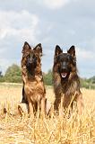 BERGER ALLEMAND 322